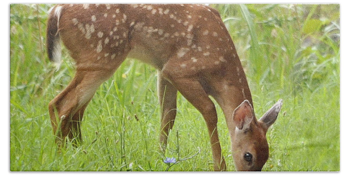 Nature Beach Towel featuring the photograph Little Fawn Blue Wildflowers by Nava Thompson