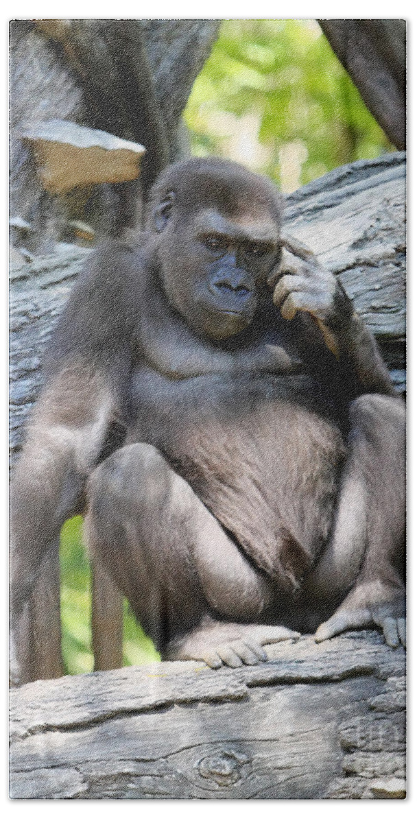 Gorilla Beach Towel featuring the photograph Deep in thought by Rick Kuperberg Sr