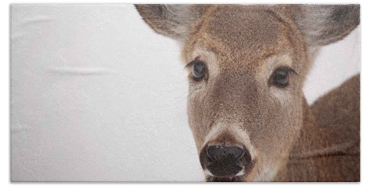 Deer Beach Sheet featuring the photograph Deer Talk by Karol Livote
