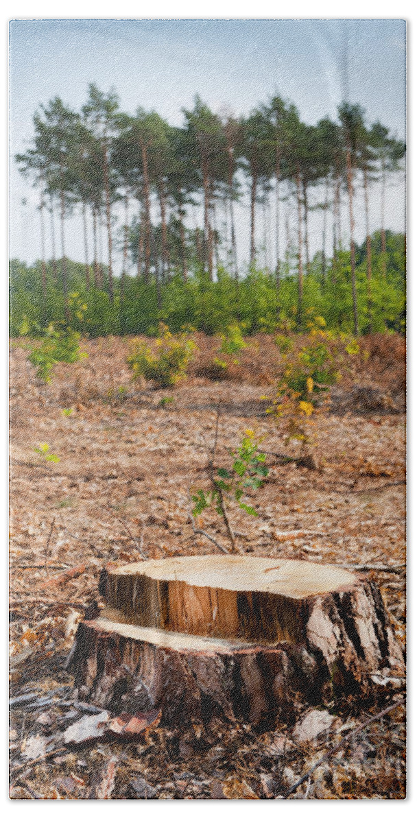  Bole Beach Towel featuring the photograph Woods logging one stump after deforestation by Arletta Cwalina