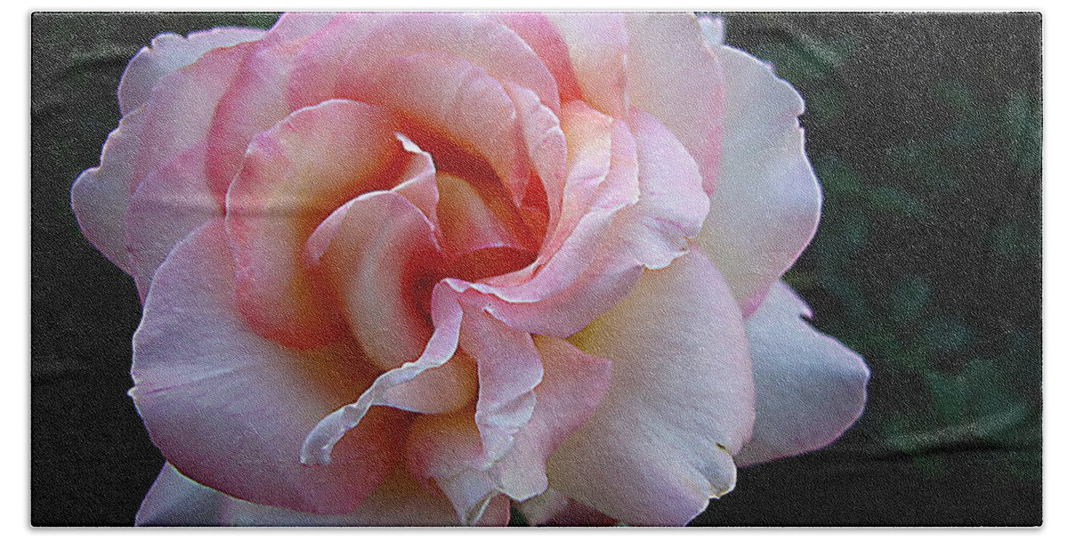 Rose Beach Towel featuring the photograph Delicate Pink by Joyce Dickens