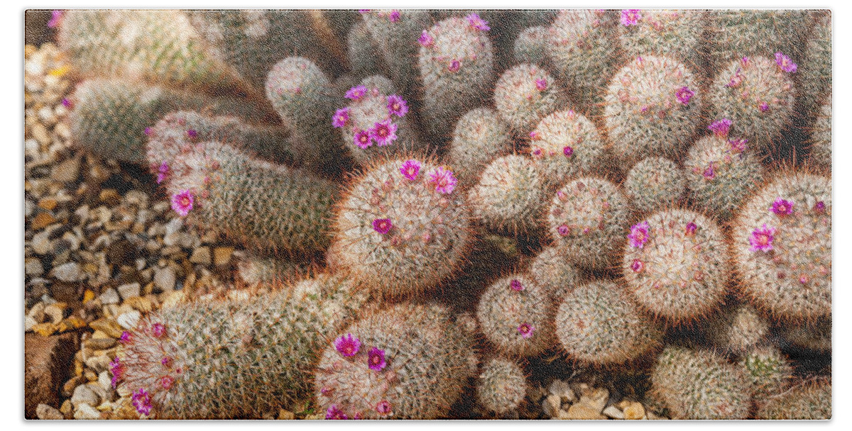 Pink Beach Towel featuring the photograph Desert Cactus by Mark Llewellyn