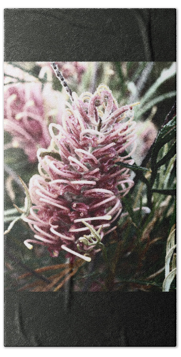 Grevillea Beach Towel featuring the photograph Dew Covered Grevillea by Cassandra Buckley