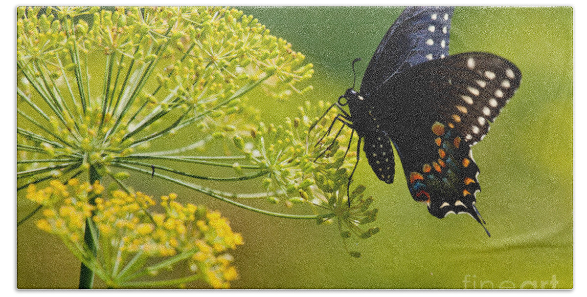 Butterfly Beach Towel featuring the photograph Dill and the Butterfly by Jan Killian