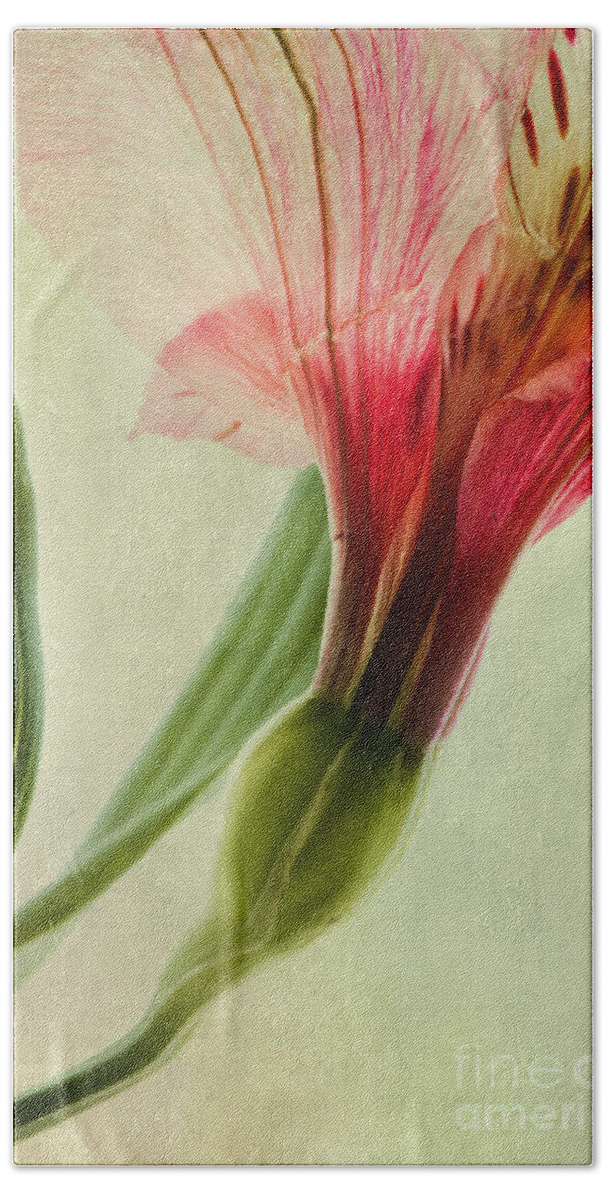 Peruvian Lily Beach Towel featuring the photograph Dim Colours by Priska Wettstein