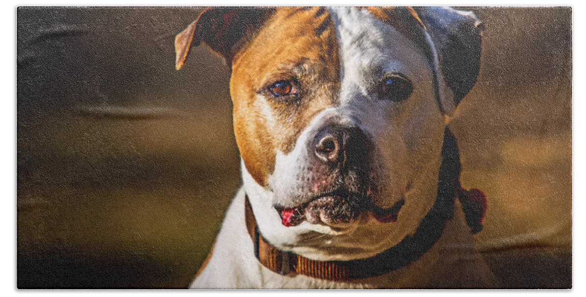 Dog Beach Towel featuring the photograph Dixie Doodle the Pit Bull by Eleanor Abramson