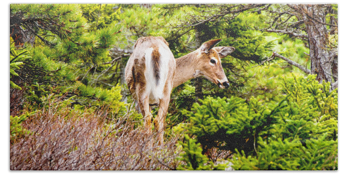 Mountains Beach Towel featuring the photograph Doe a Deer by Greg Fortier