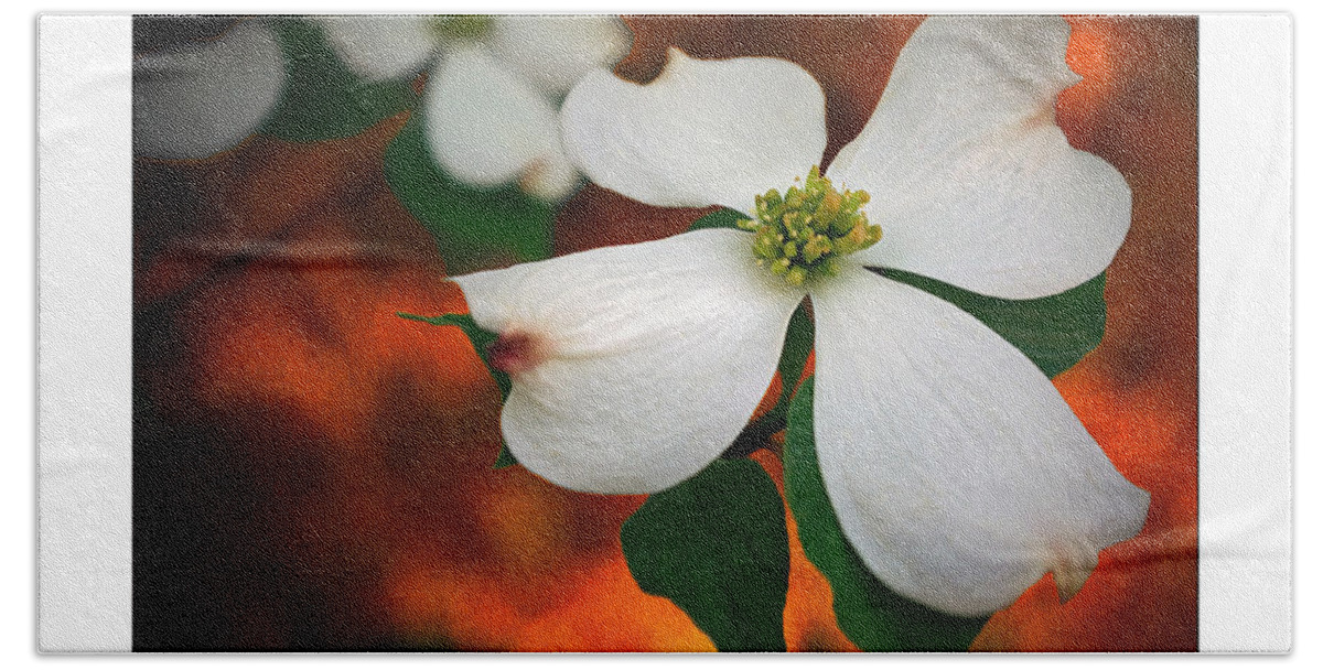 2d Beach Towel featuring the photograph Dogwood Blossom by Brian Wallace