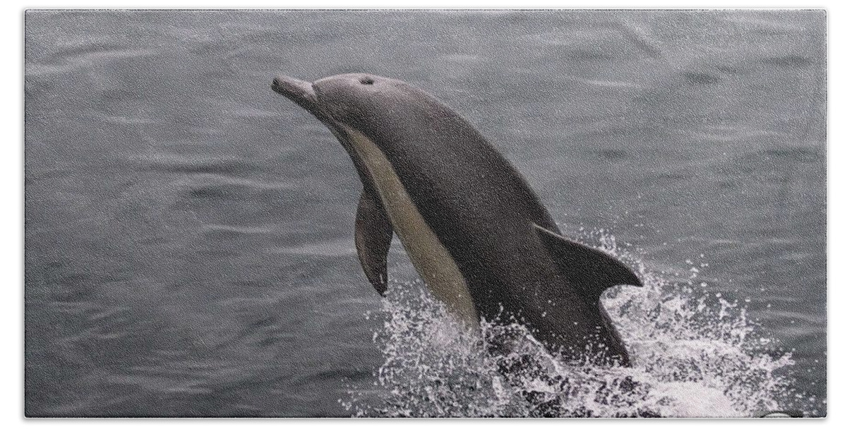 Dolphin Beach Towel featuring the photograph Dolphin Greetings by Denise Dube