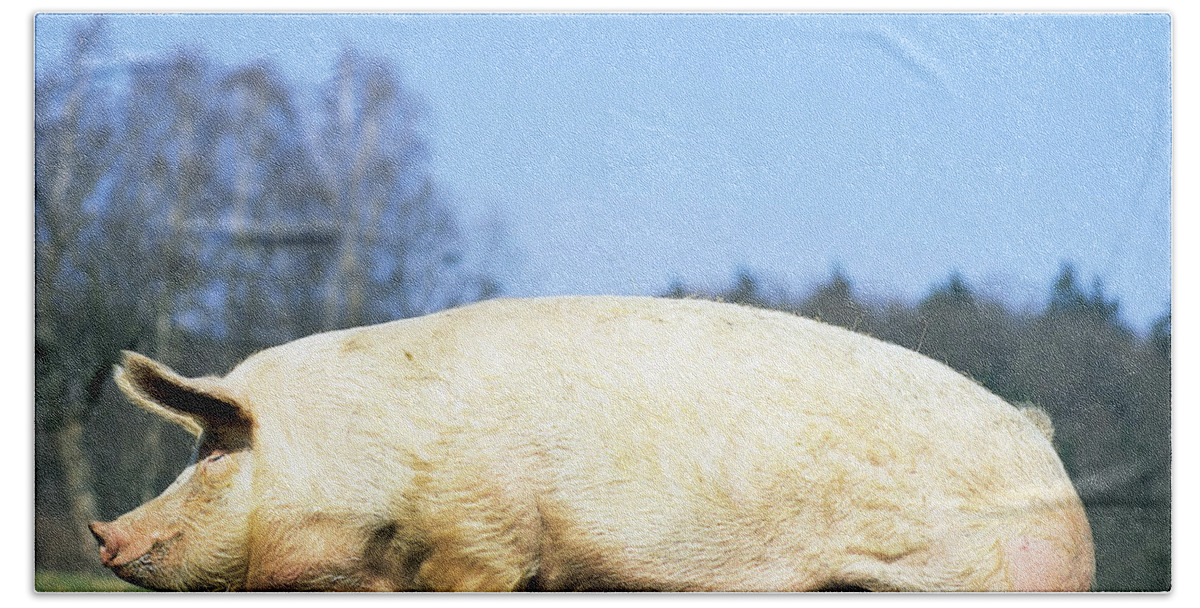 Animal Beach Towel featuring the photograph Domestic Pig Sus Scrofa Domesticus by Tierbild Okapia