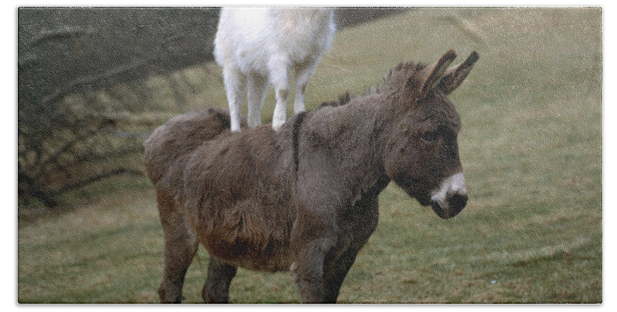 Animal Beach Towel featuring the photograph Donkey And Goat by Hans Reinhard