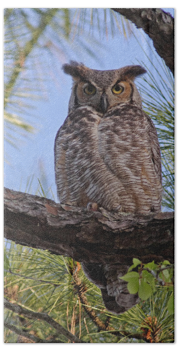 Owl Beach Sheet featuring the photograph Don't Mess With My Chicks #2 by Paul Rebmann