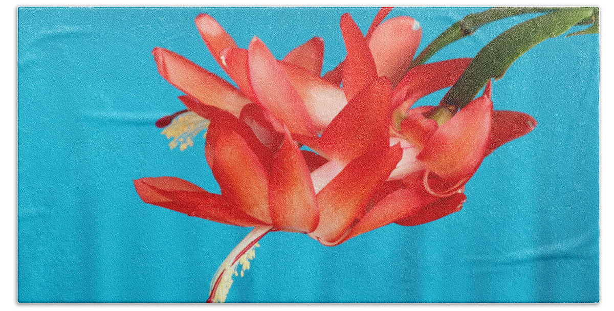 Christmas Cactus Beach Sheet featuring the photograph Double Bloom in Red by E Faithe Lester
