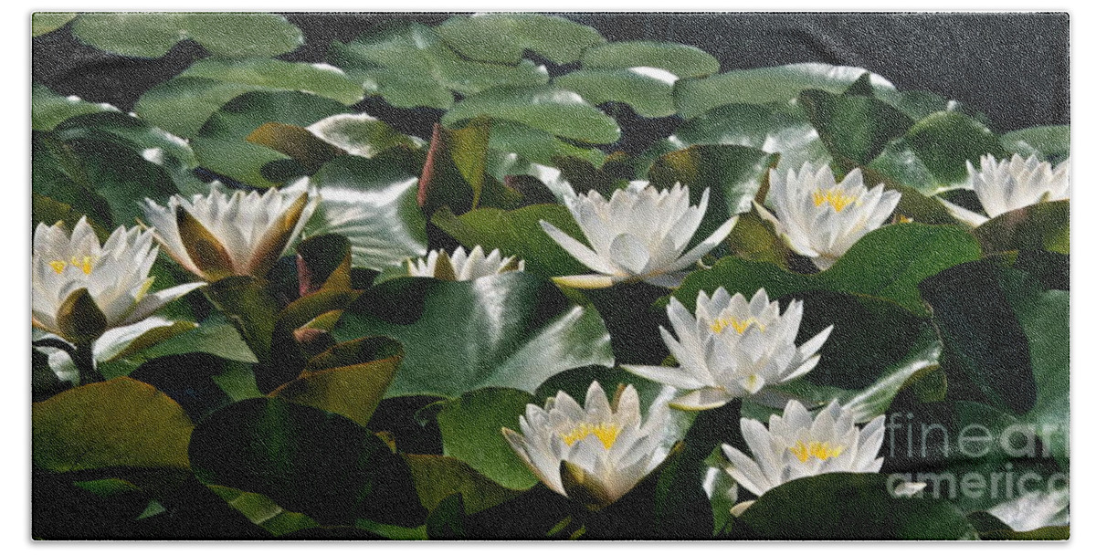 Hardy Double White Water Lilies Beach Towel featuring the photograph Double White Hardy Water Lilies by Byron Varvarigos