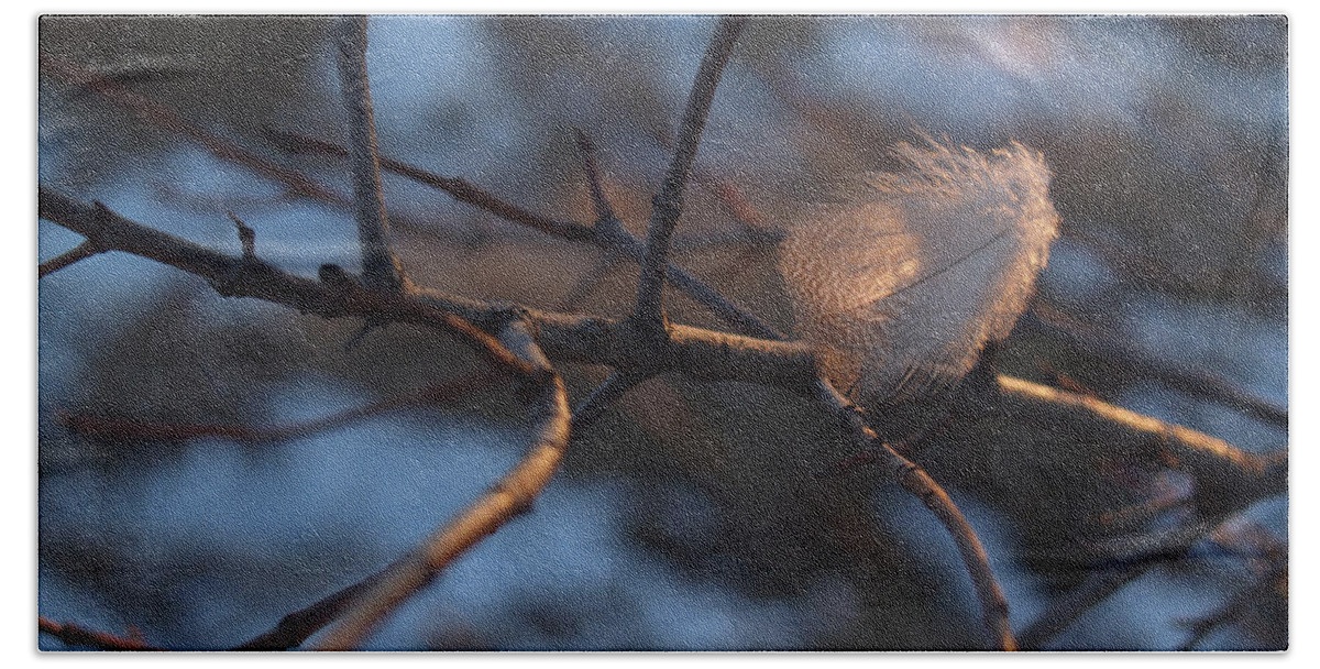 Branch Beach Towel featuring the photograph Downy Feather Backlit on Wintry Branch at Twilight by Anna Lisa Yoder