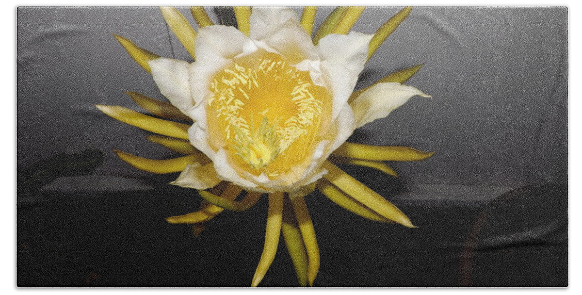 Flowers Beach Towel featuring the photograph Dragon Fruit Blooming At Night I by Jussta Jussta