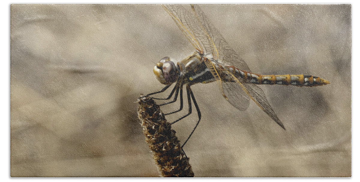 Dragonfly Beach Towel featuring the photograph Dragonfly in Orange by Betty Depee