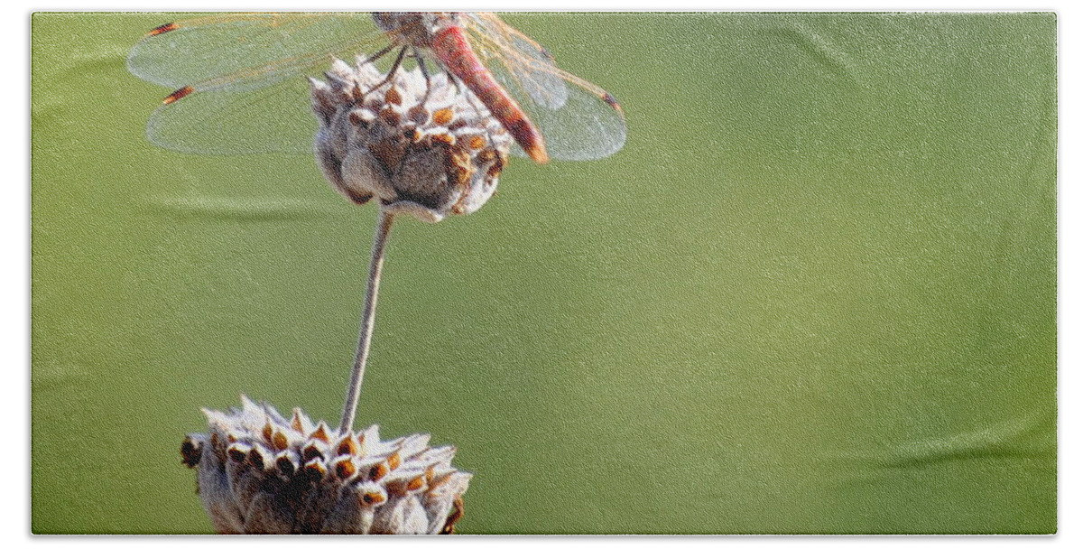 Insects Beach Towel featuring the photograph Dragonfly on the Flower by AJ Schibig