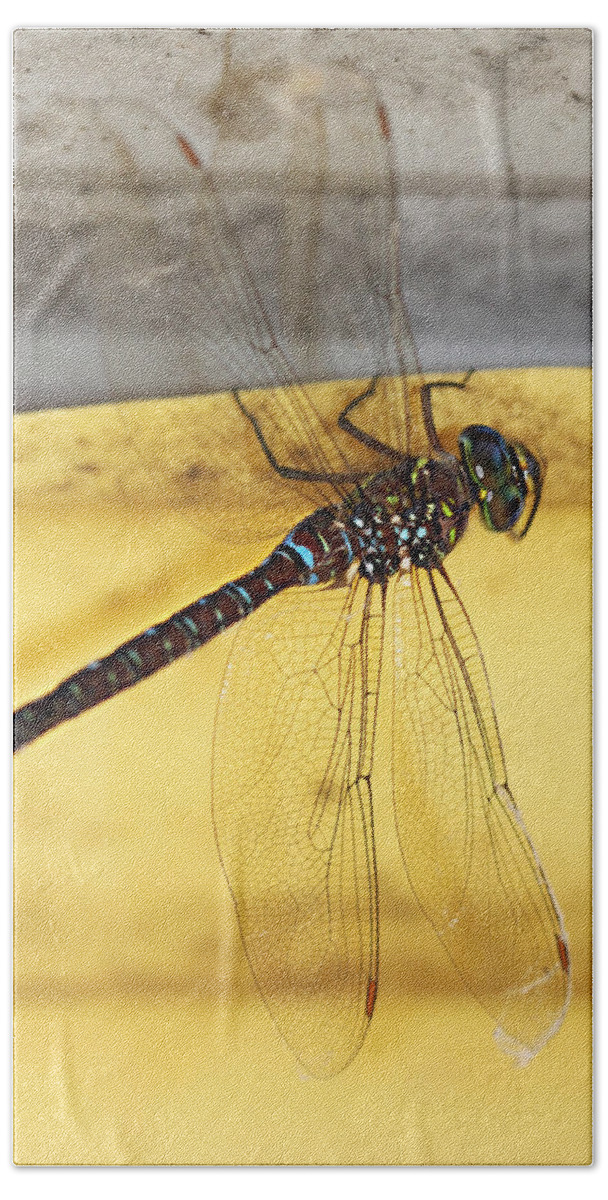 Dragonfly Beach Towel featuring the photograph Dragonfly Web by Melanie Lankford Photography