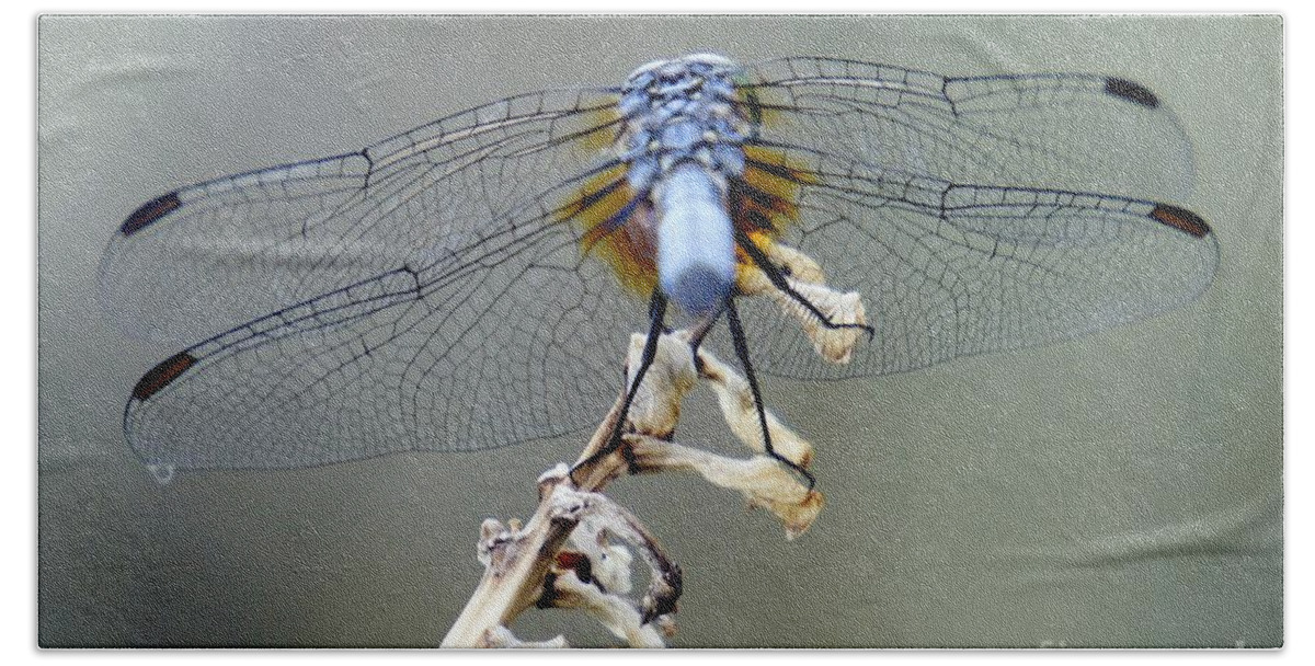 Dragonfly Beach Sheet featuring the photograph Dragonfly Wing Details II by Lilliana Mendez