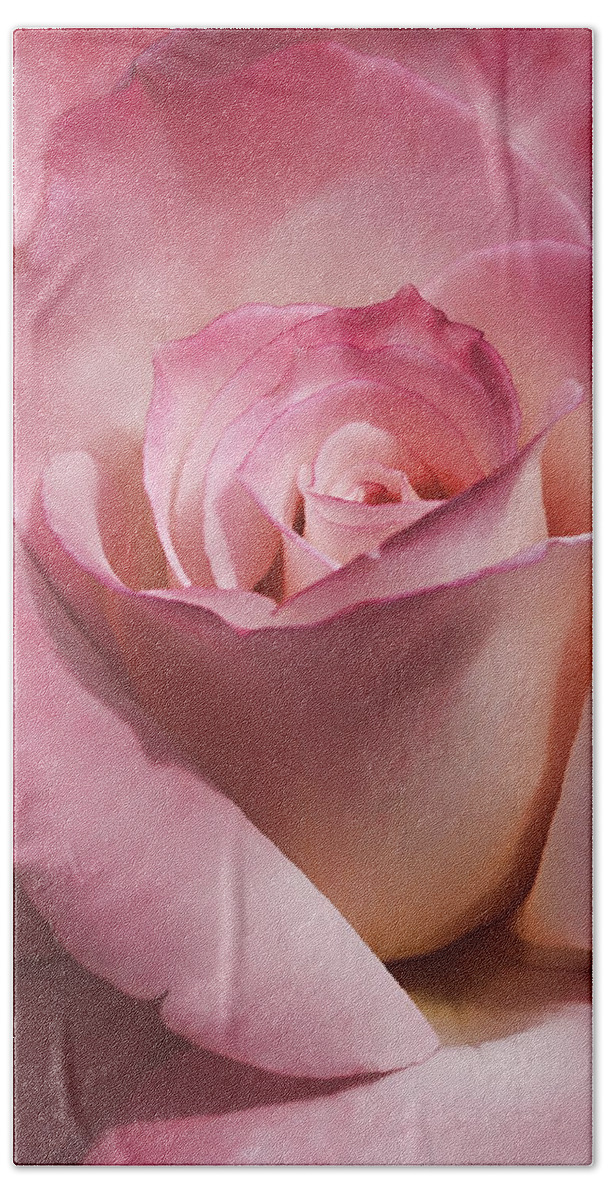 Rose Beach Towel featuring the photograph Dramatic Mauve Cream Rose Flower by Jennie Marie Schell