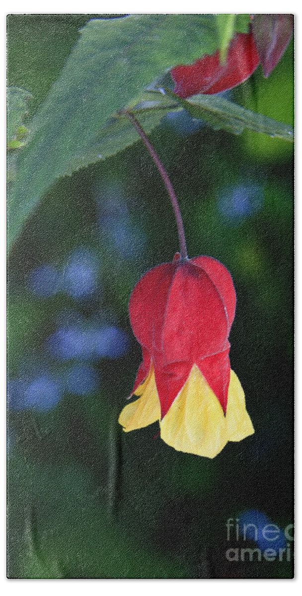 Flowers Beach Towel featuring the photograph Droplet by Kathy McClure