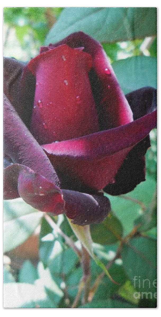 Red Roses Beach Sheet featuring the photograph Droplets On The Petals by Vesna Martinjak