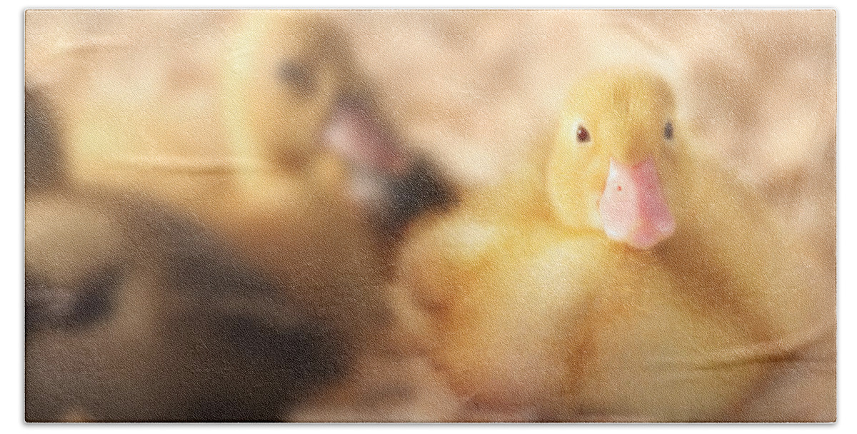 Duck Beach Towel featuring the photograph Duckling by Shelley Neff