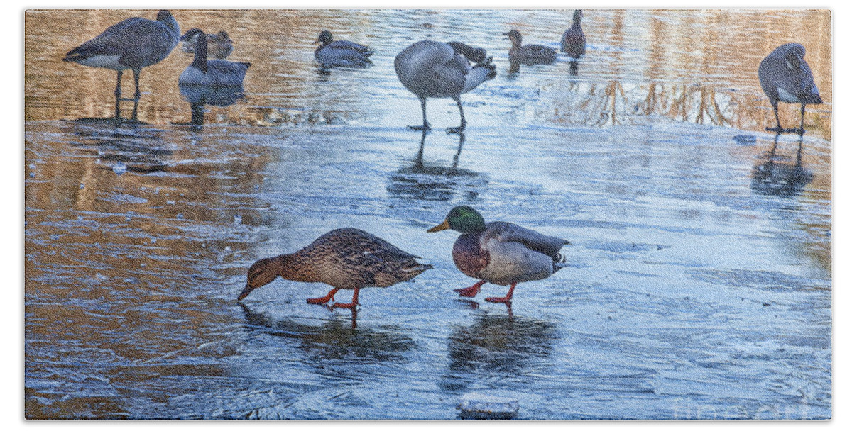 Mallard Duck Beach Towel featuring the photograph Ducks on Ice by Diane Macdonald