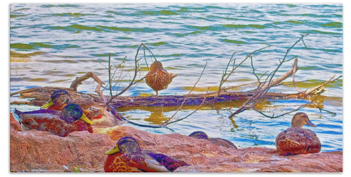 Duck Prints Beach Towel featuring the photograph Mallard Ducks Resting by Inks Lake by Kristina Deane