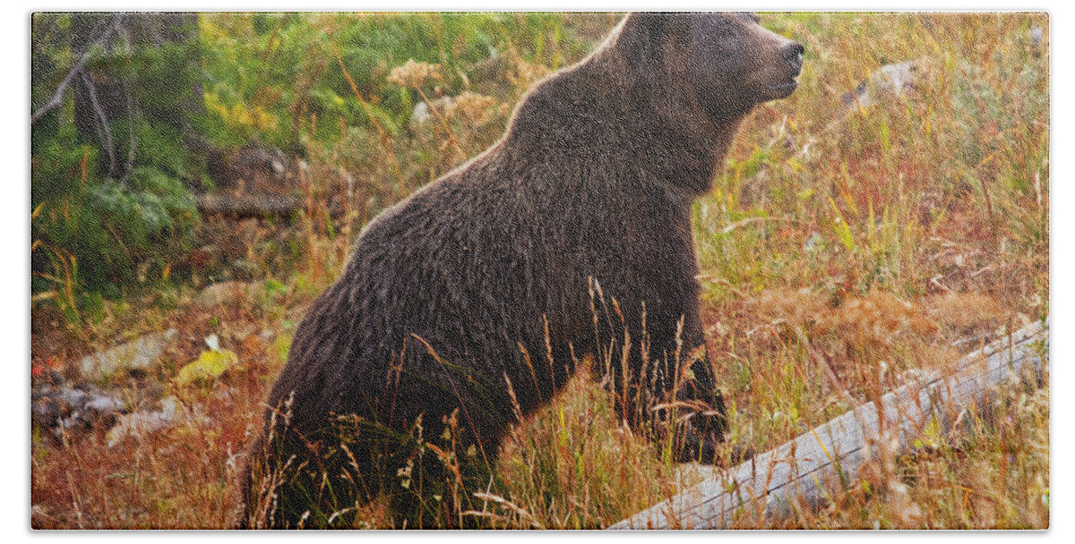 Alert Beach Sheet featuring the photograph Dunraven Grizzly by Mark Kiver