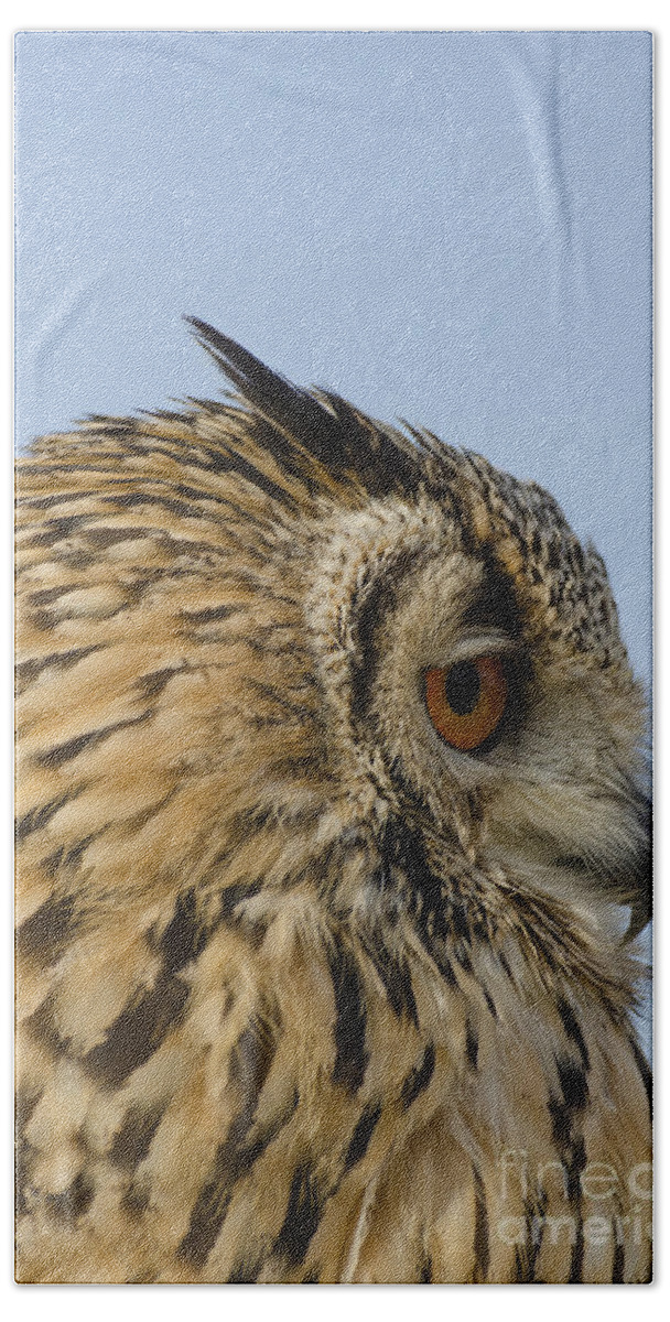 Owl Beach Towel featuring the photograph Eagle owl looking right by Steev Stamford