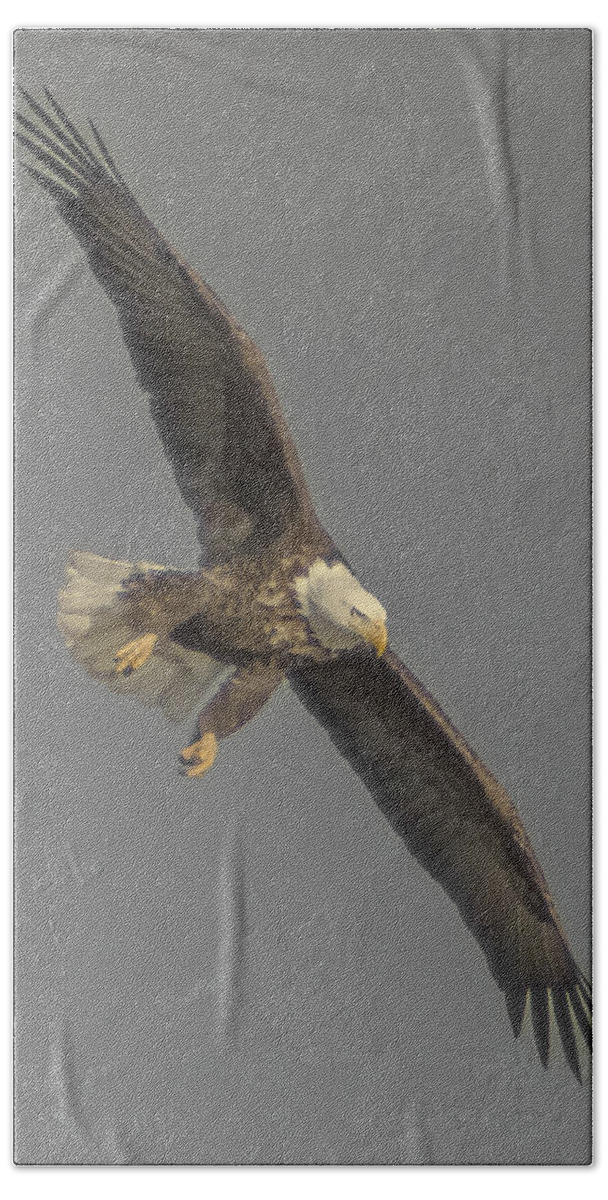  Beach Towel featuring the photograph Eagle Preparing to Dive by Paul Brooks