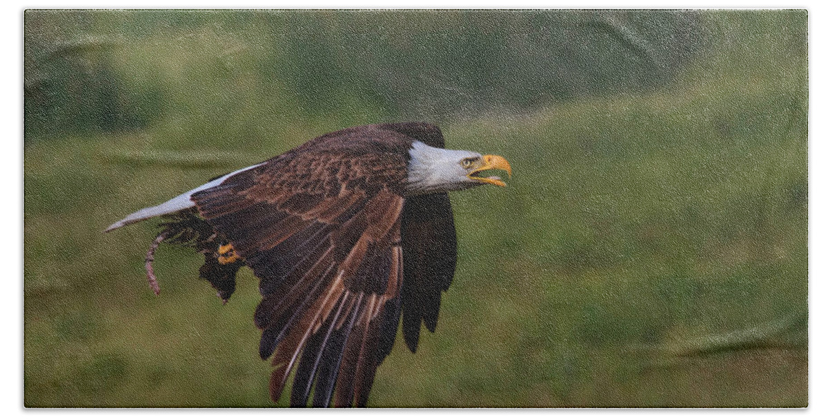 Bald Eagle Beach Sheet featuring the photograph Eagle with Prey by Beth Sargent
