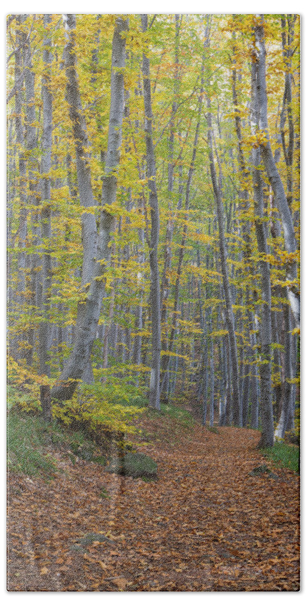  Beach Towel featuring the photograph Early Autumn Vitosha Mountain Forest Bulgaria by Jivko Nakev