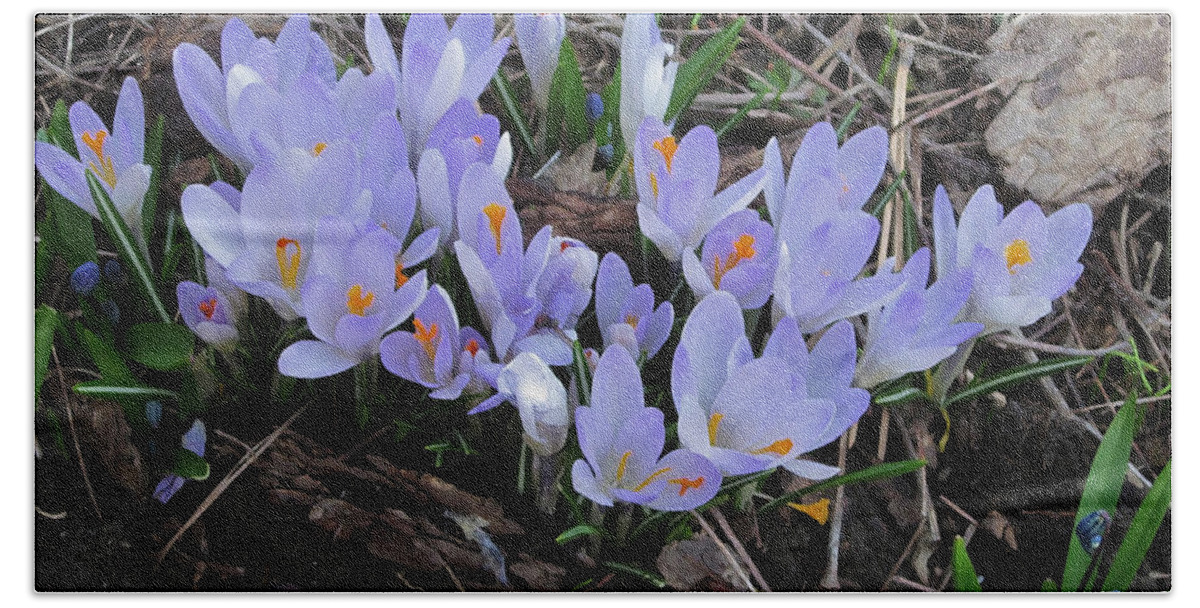 Crocus Beach Towel featuring the photograph Early Crocuses by Donald S Hall