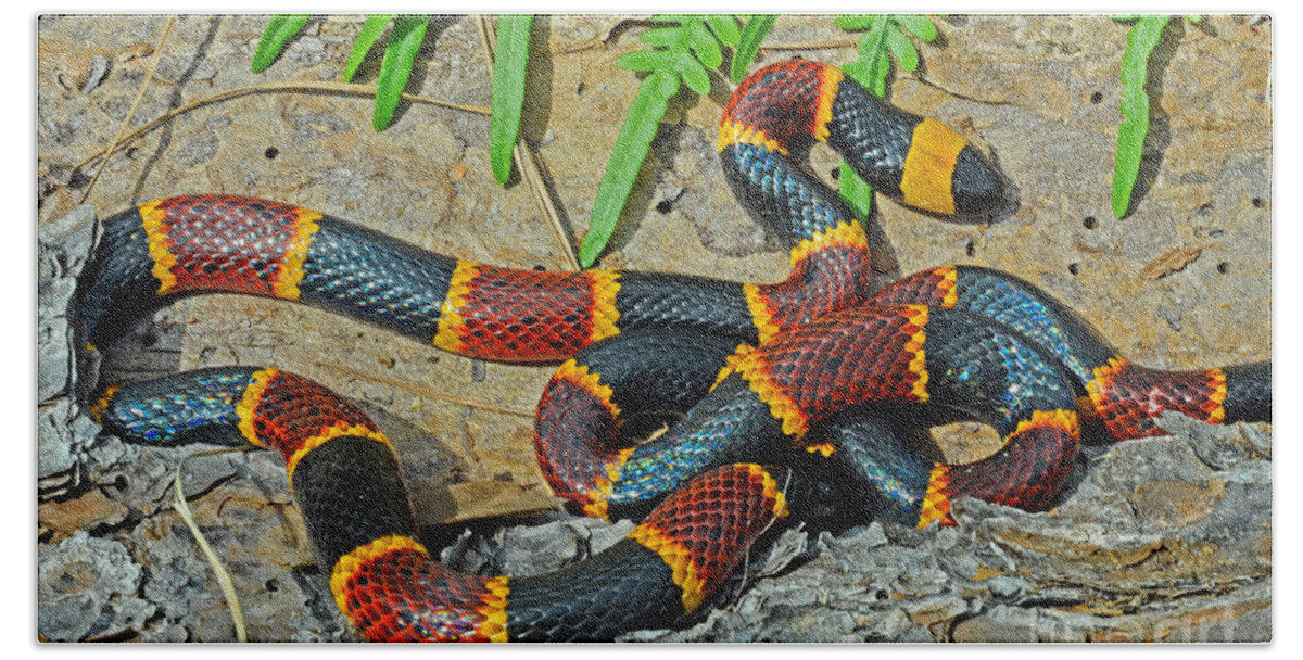 Eastern Coral Snake Beach Towel featuring the photograph Eastern Coral Snake Micrurus Fulvius by John Serrao