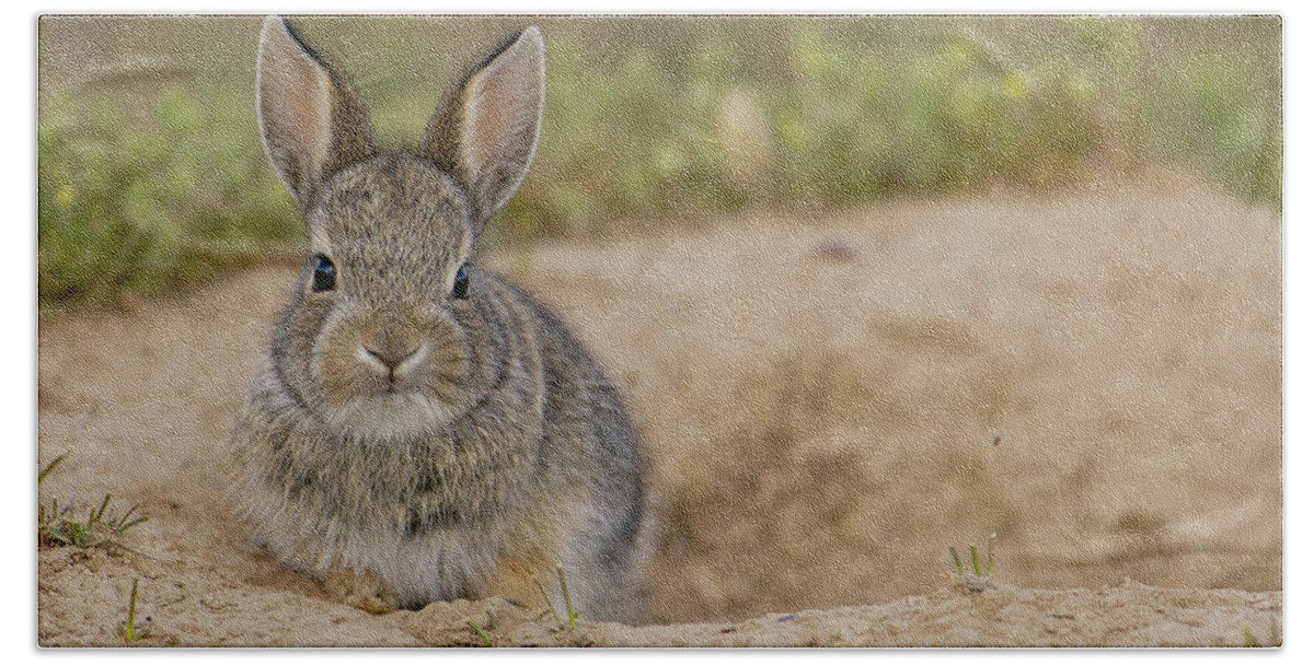 00210498 Beach Towel featuring the photograph Eastern Cottontail Wyoming by Pete Oxford