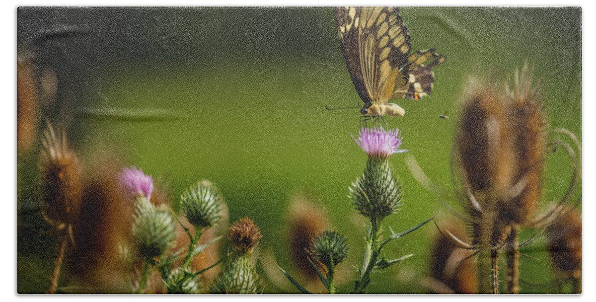 Butterfly Beach Towel featuring the photograph Eastern Swallowtail Butterfly II by Keith Allen