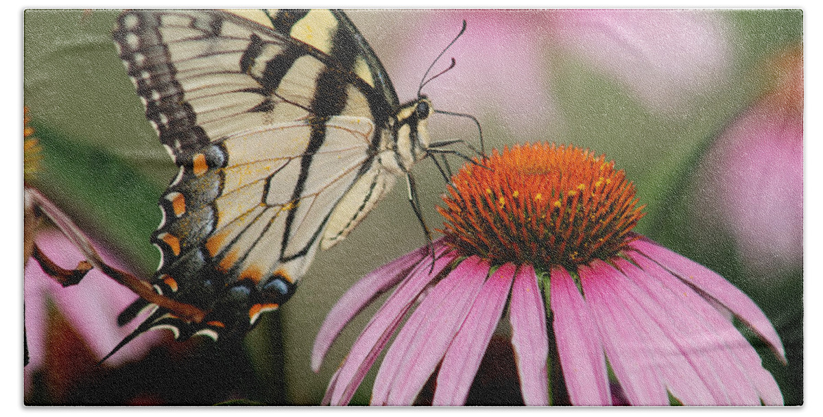 Pink Beach Sheet featuring the photograph Swallowtail And Coneflower by Janice Adomeit