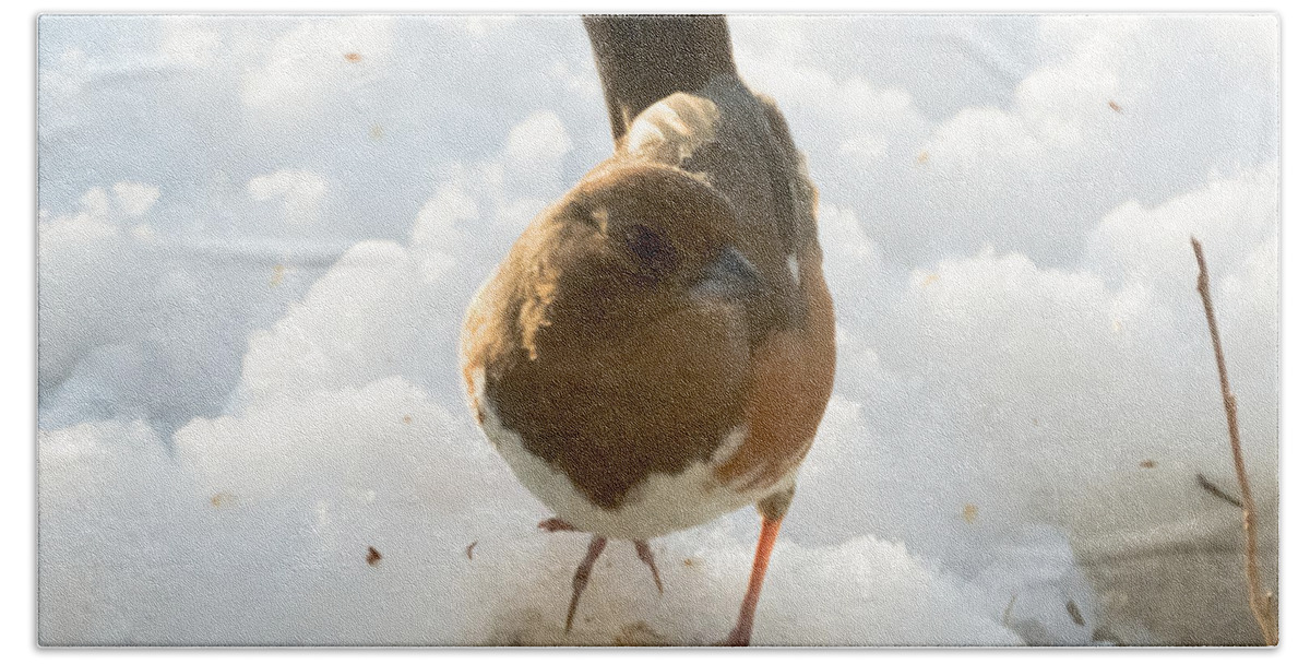 Rufous-sided Towhee Beach Towel featuring the photograph Eastern Towhee Poses for Photograph by Holden The Moment