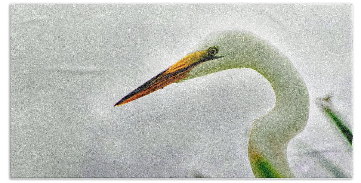 Bird Beach Sheet featuring the photograph Egret close-up by John Johnson