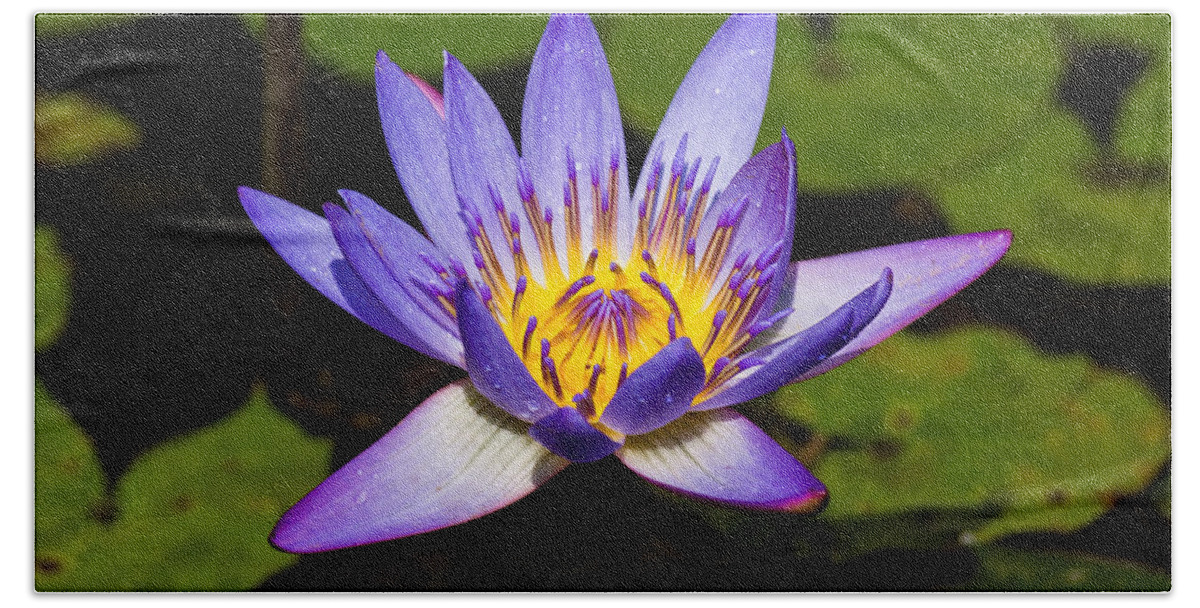 Egyptian Blue Beach Sheet featuring the photograph Egyptian Blue water lily by Scott Carruthers