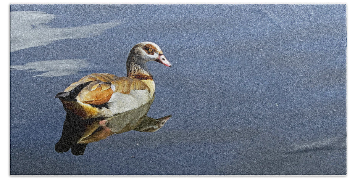 Birds Beach Sheet featuring the photograph Egyptian Goose by Tony Murtagh