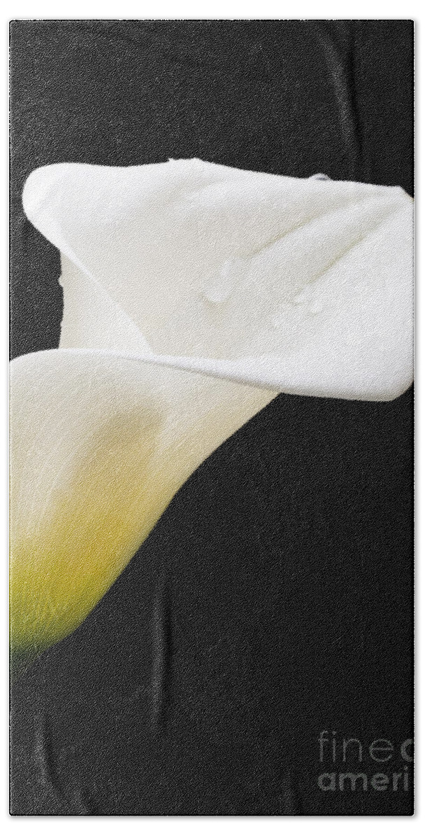Calla Lily Beach Towel featuring the photograph Elegance by Patty Colabuono