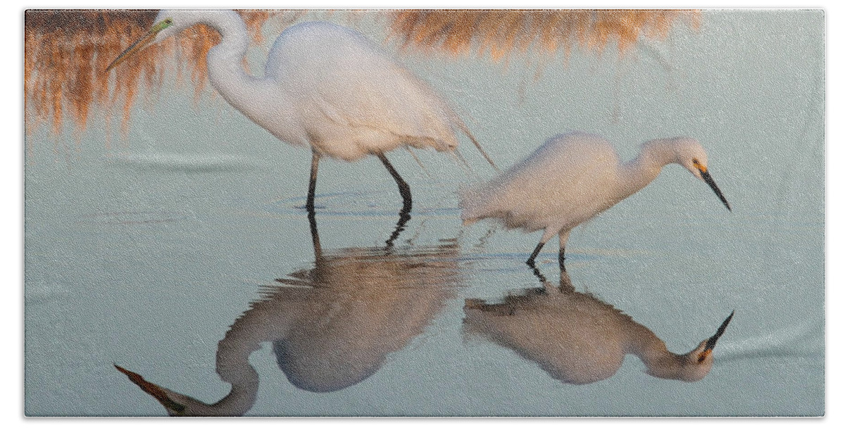 Egret Beach Sheet featuring the photograph Elegant Big and Small great white and snowy egrets by Roger Becker
