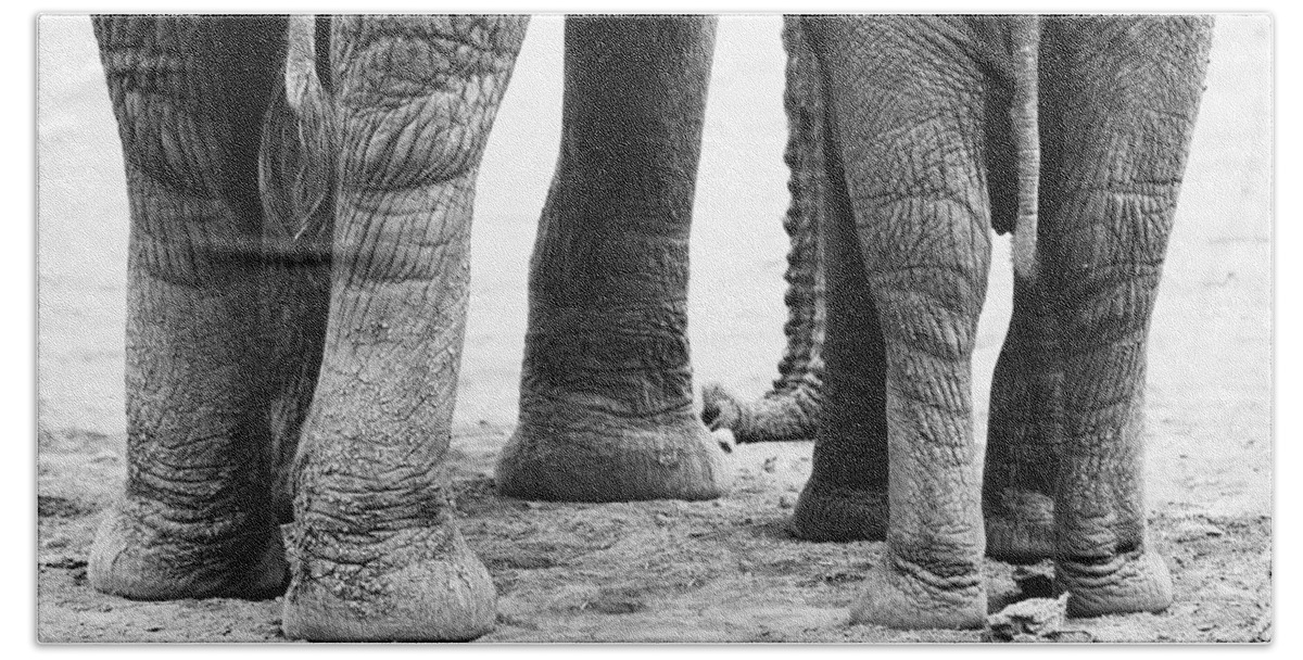 Elephants Beach Towel featuring the photograph Elephant Feet by Amanda Stadther