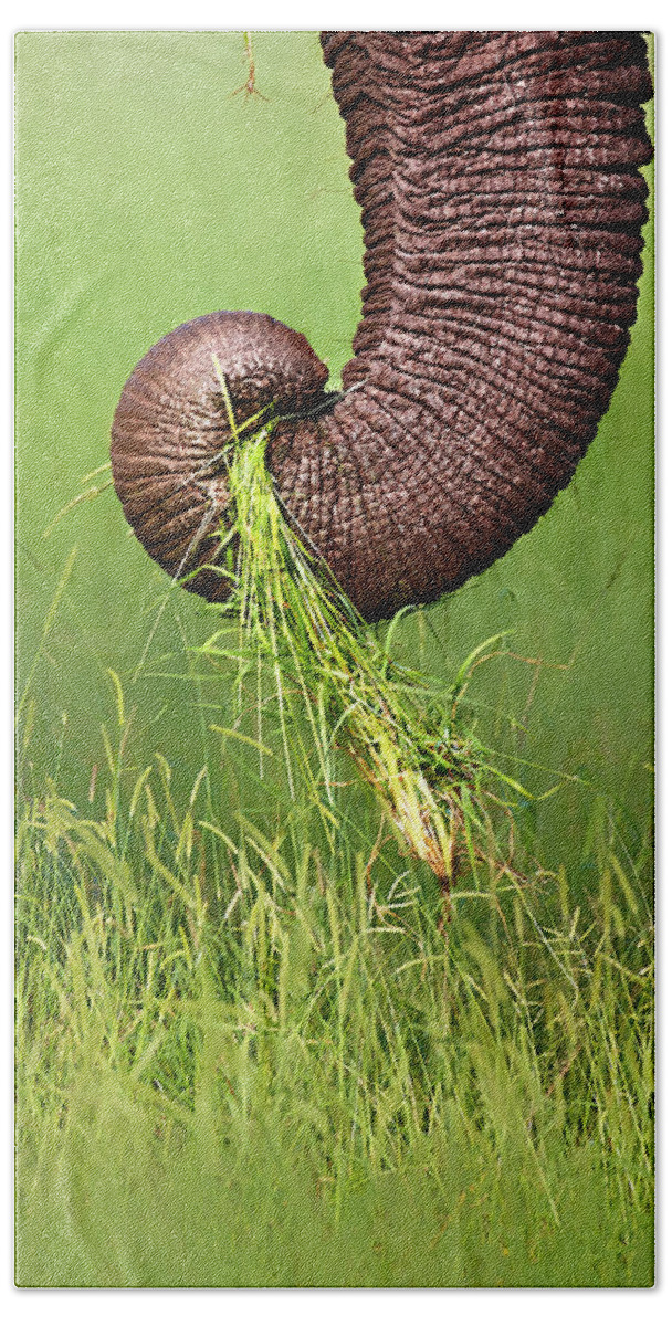 Close-up Beach Towel featuring the photograph Elephant trunk pulling grass by Johan Swanepoel