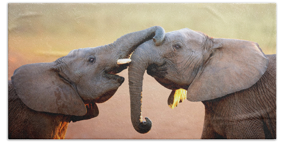 Elephant Beach Towel featuring the photograph Elephants touching each other by Johan Swanepoel