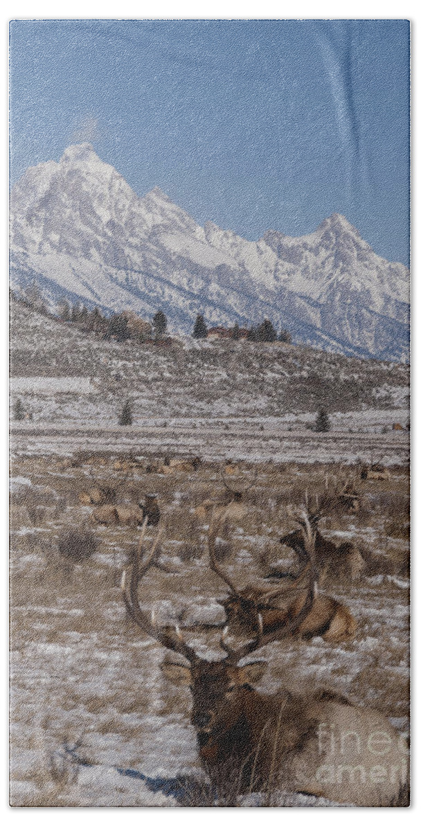 Animals Beach Towel featuring the photograph Elk and the Grand Tetons by Juli Scalzi